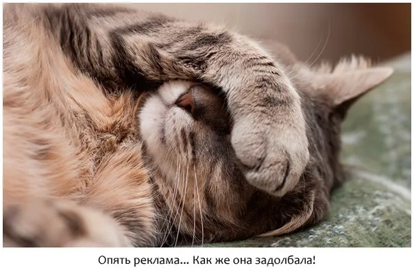Блог Орфограммки. Про рекламу