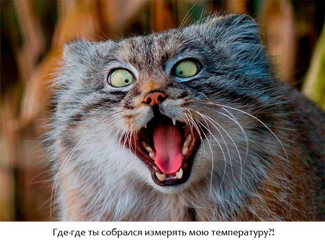 Где-где ты собрался измерять мою температуру?!