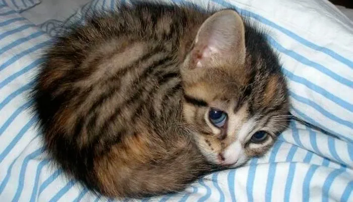 грустный котёнок