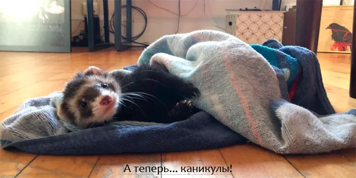 Декабрьское обновление