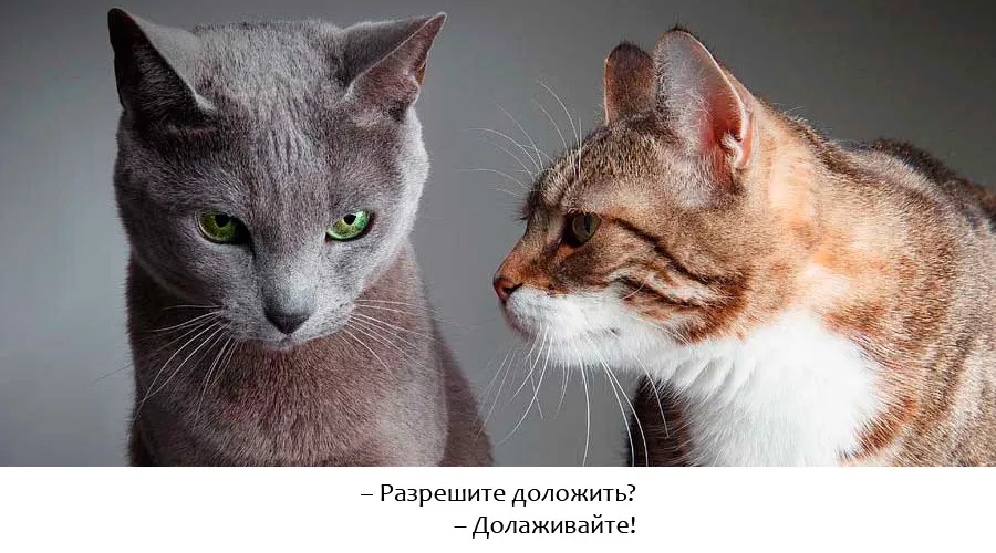 Докладываем обстановку