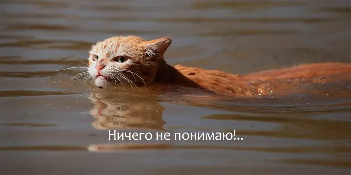 Крайне удивлённый кот. Ничего не понимаю!
