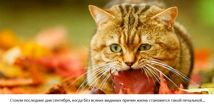 Осенний котик