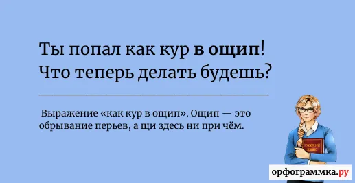 попасть-как-кур-в-ощип