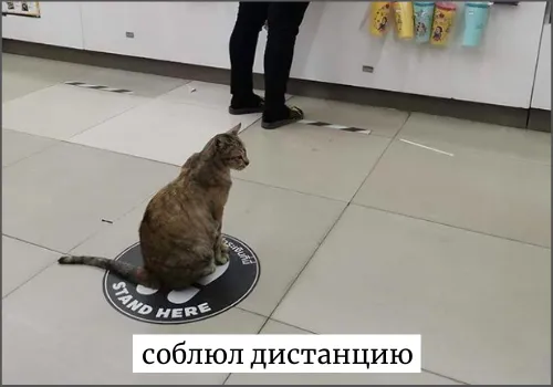 Соблюл или смог соблюсти