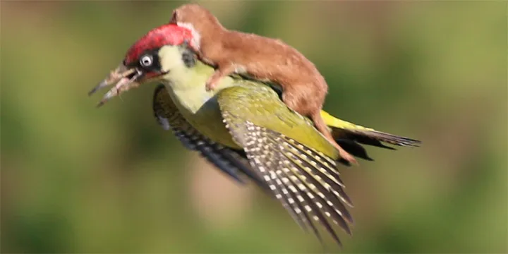 У нас всё под контролем!